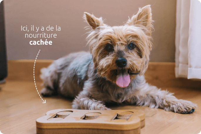 Jeux interactifs pour chiens