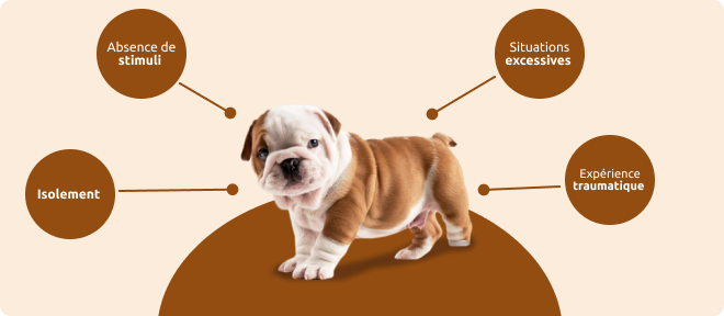 erreurs les plus courantes pendant la socialisation du chiot 