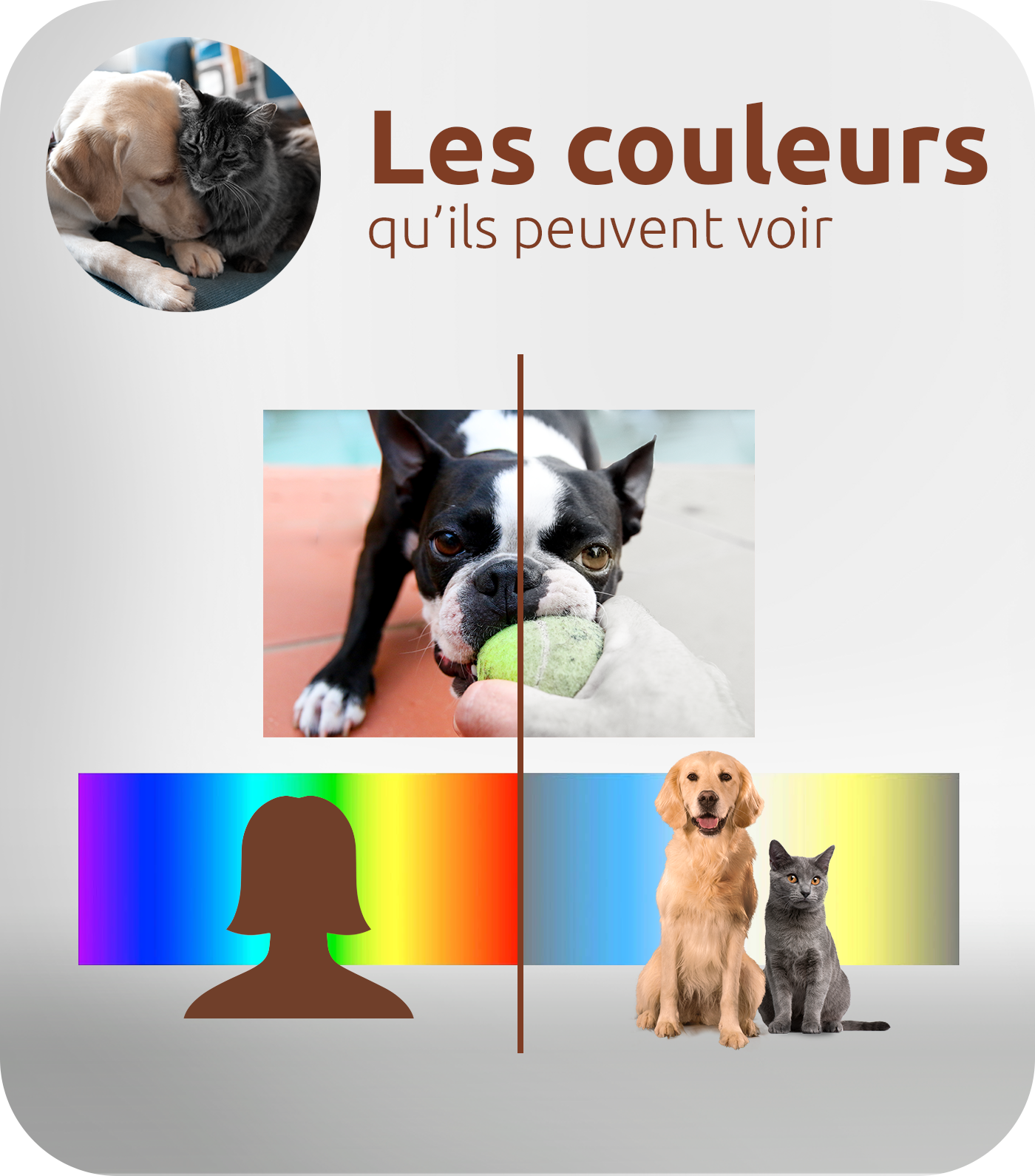 les couleurs qu'ils peuvent voir