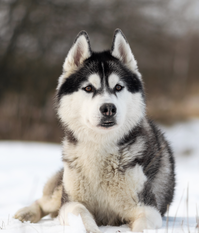 chien dans la neige