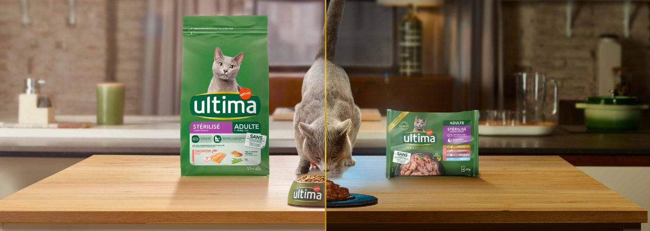 Alimentation mixte : comment donner à votre chat de la nourriture humide et sèche