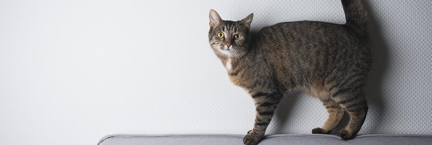 La communication du chat