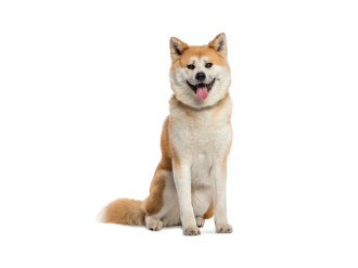 Akita inu