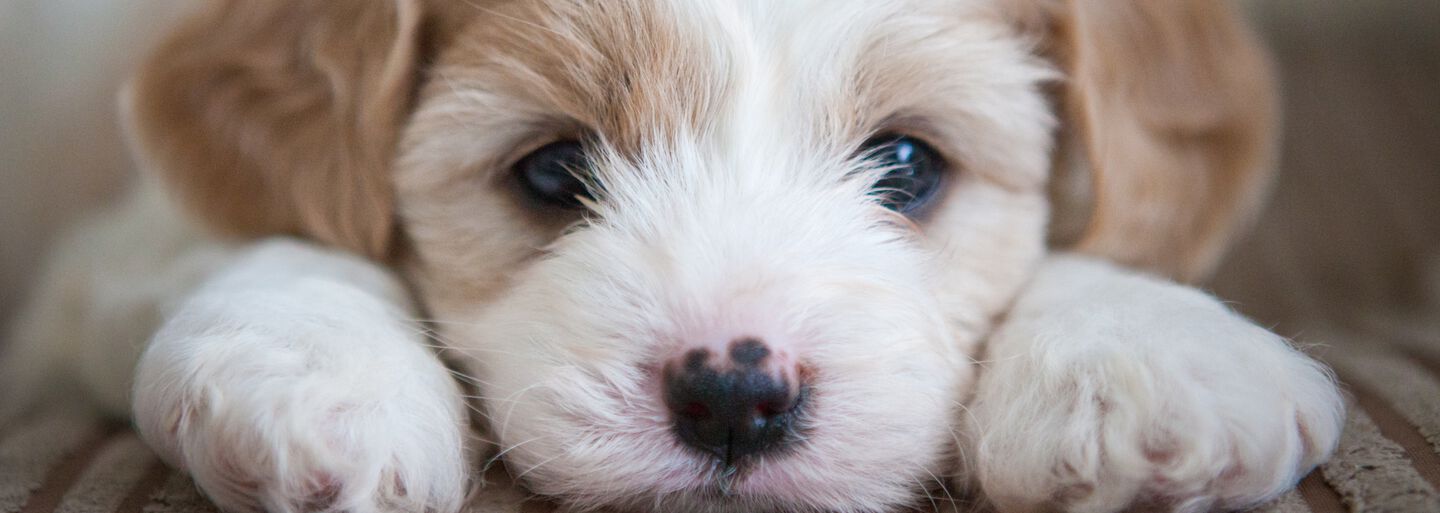 Consignes pour les premiers jours de votre chiot chez vous