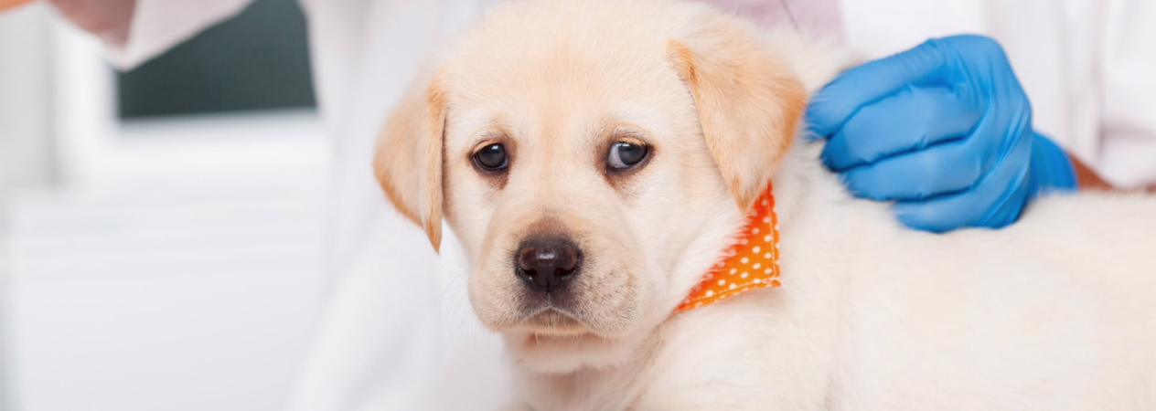 plan de santé pour votre chiot