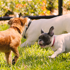 Image Link For Parcs pour chiens : quel est le meilleur ?
