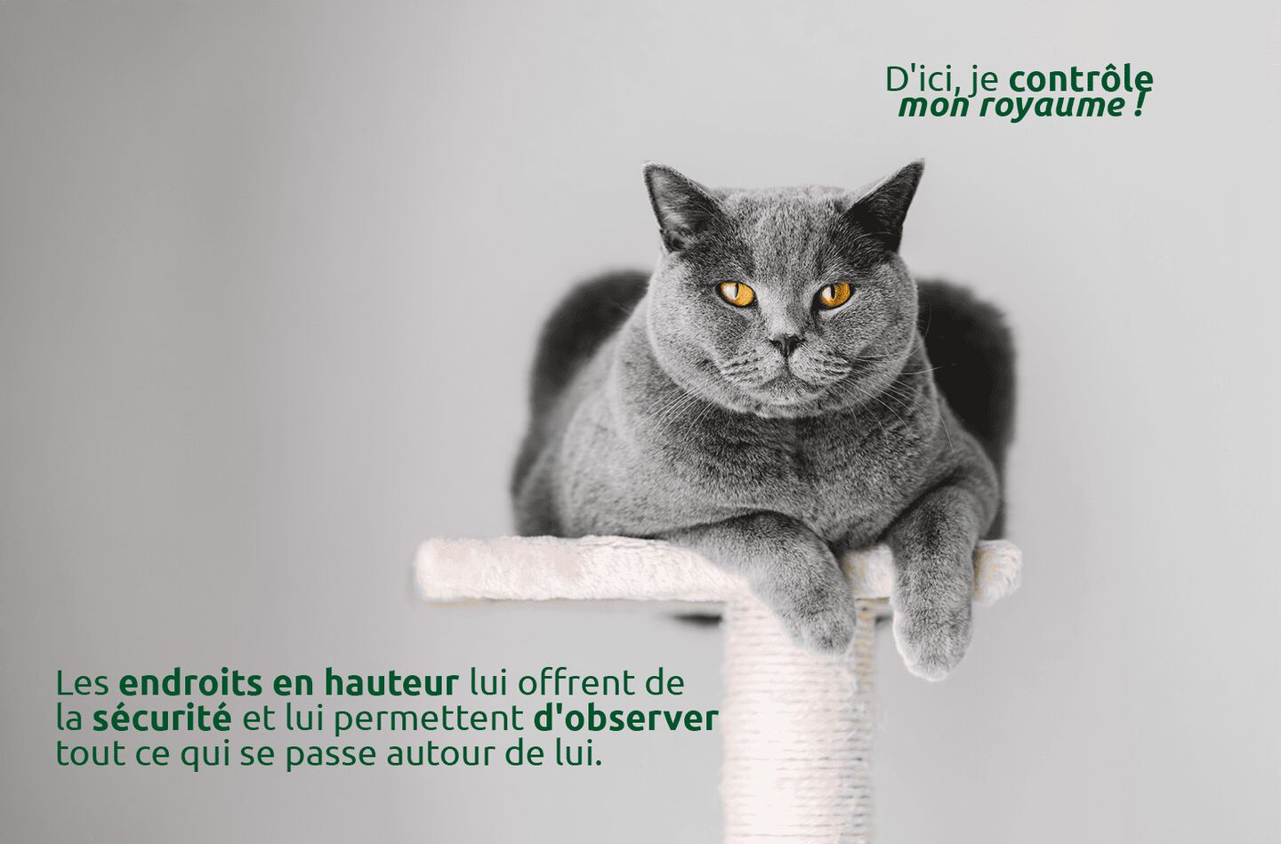 Hauts lieux et chats