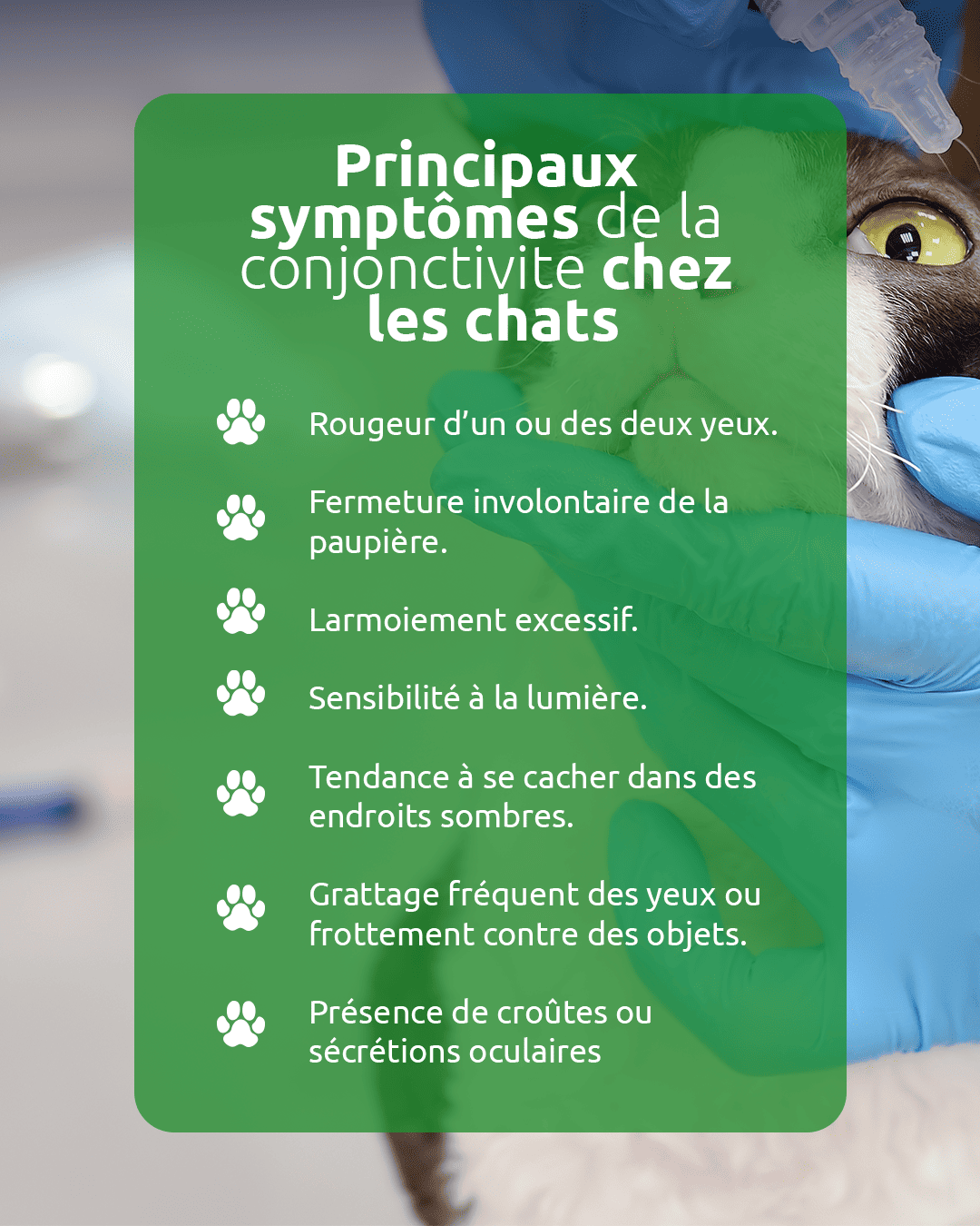 Infographie avec une photo d’un chat regardant vers le haut et le texte : “Principaux symptômes de la conjonctivite chez les chats. Rougeur d’un ou des deux yeux. Fermeture involontaire de la paupière. Larmoiement excessif. Sensibilité à la lumière. Tendance à se cacher dans des endroits sombres. Grattage fréquent des yeux ou frottement contre des objets. Présence de croûtes ou sécrétions oculaires.”