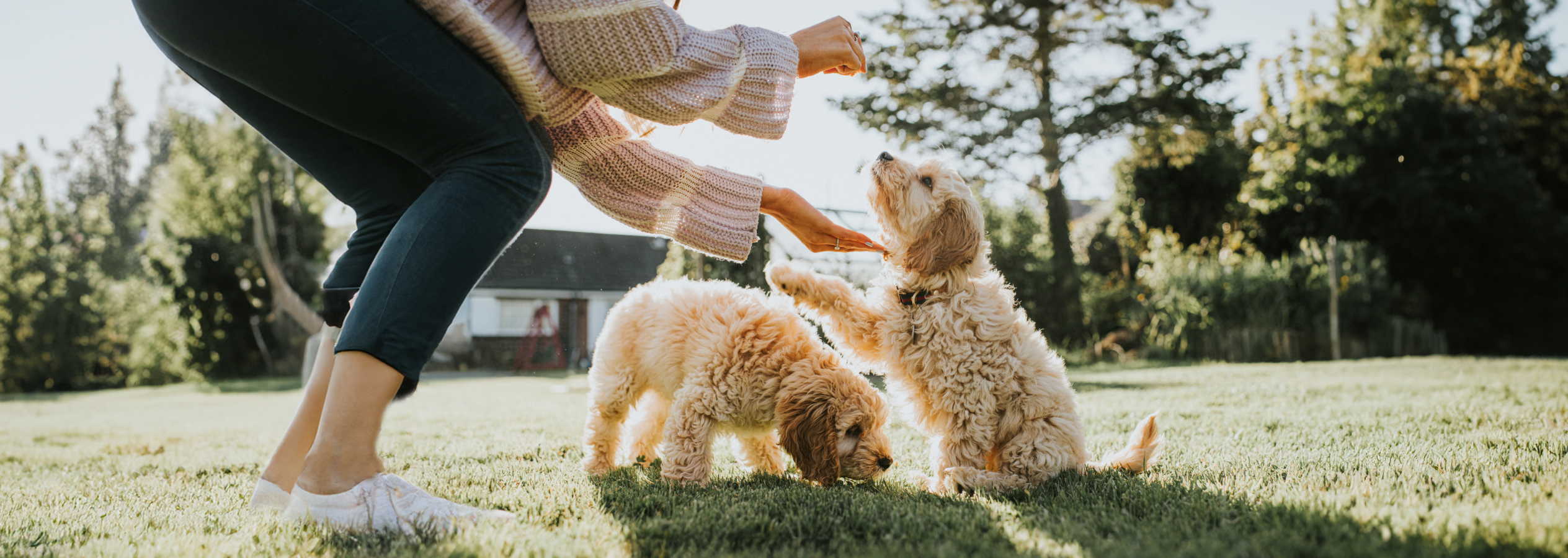 Image Link For R&eacute;compenser votre petit chien efficacement