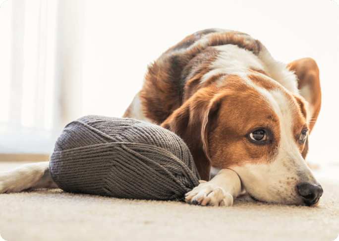 Chien avec une pelote de laine