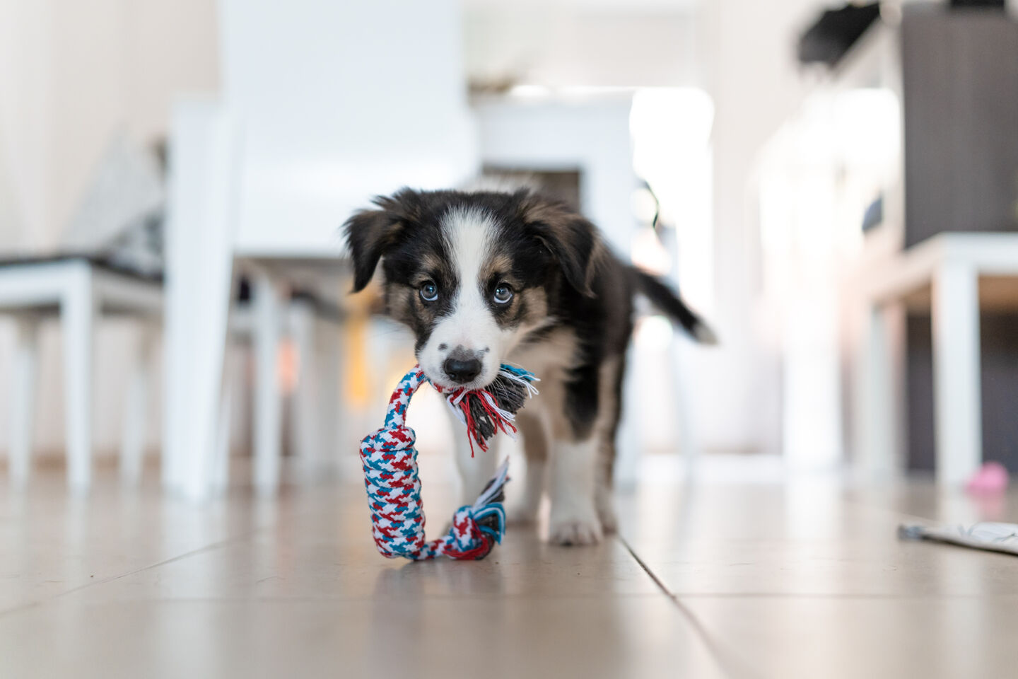 Chien jouant avec une corde