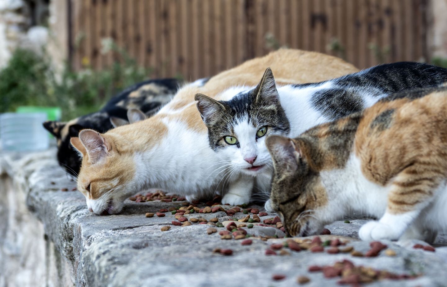 Des chats mangent dans la rue