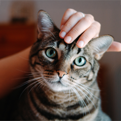 Image Link For Comprendre votre chat et veiller à son bien-être : 9 signes de bonheur