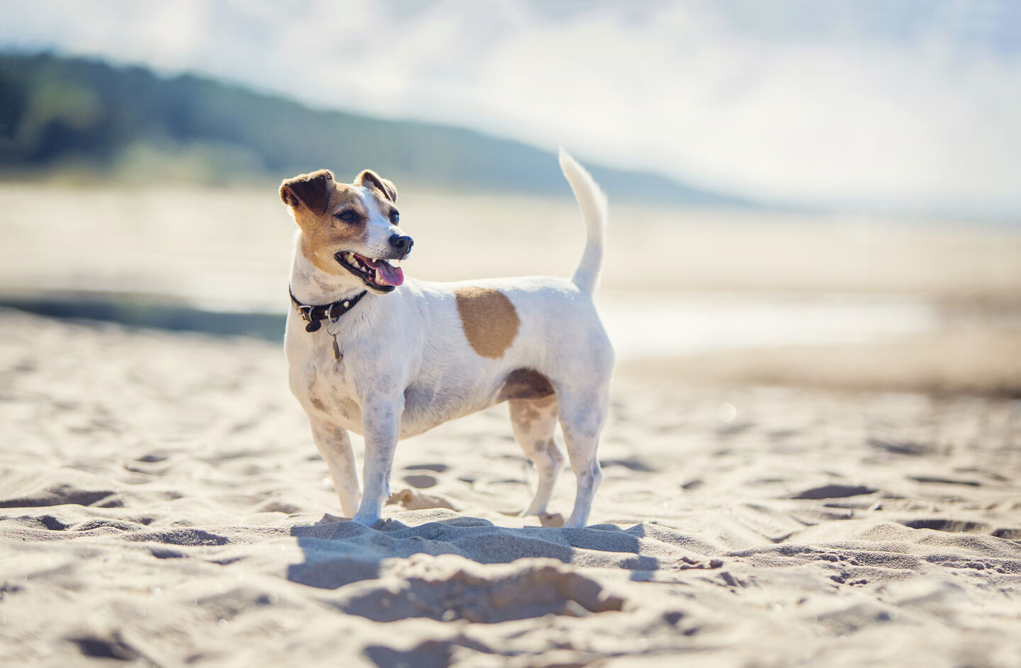 Jack Russell terrier sur le sable de la plage