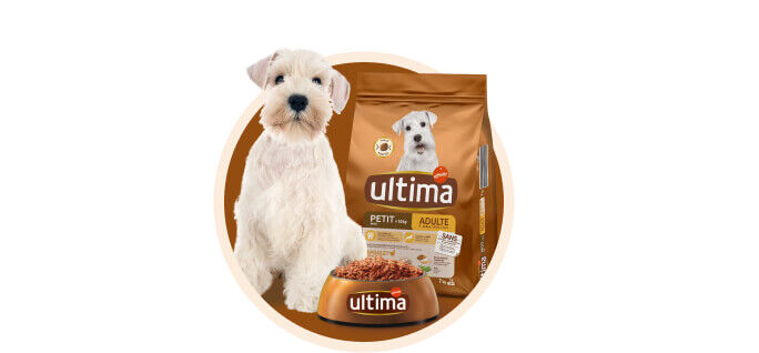 Ultima petit chien