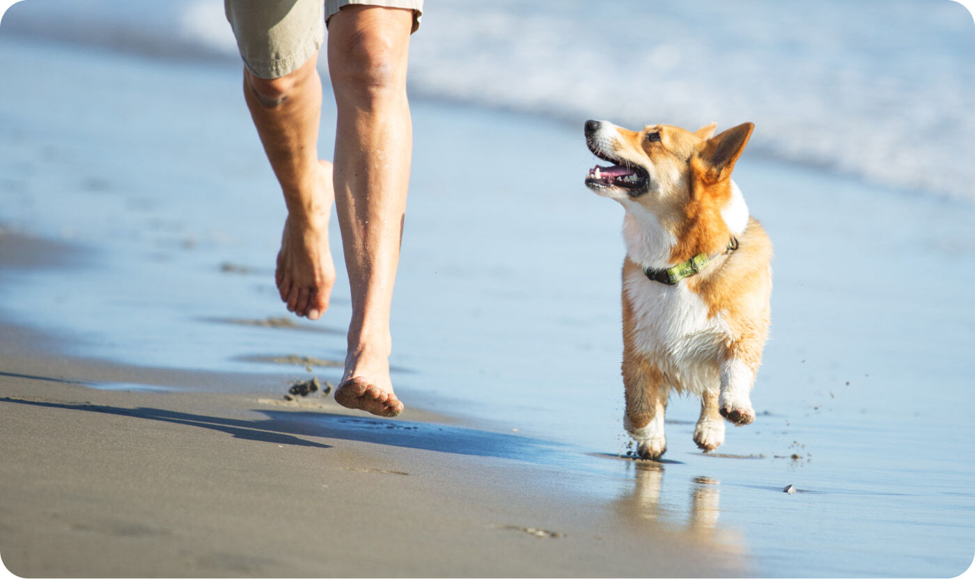 homme avec chien marchant sur la plage