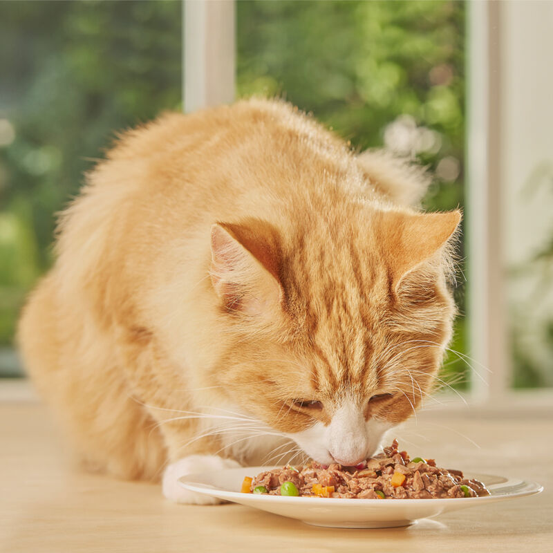 chat mangeant de la nourriture humidité