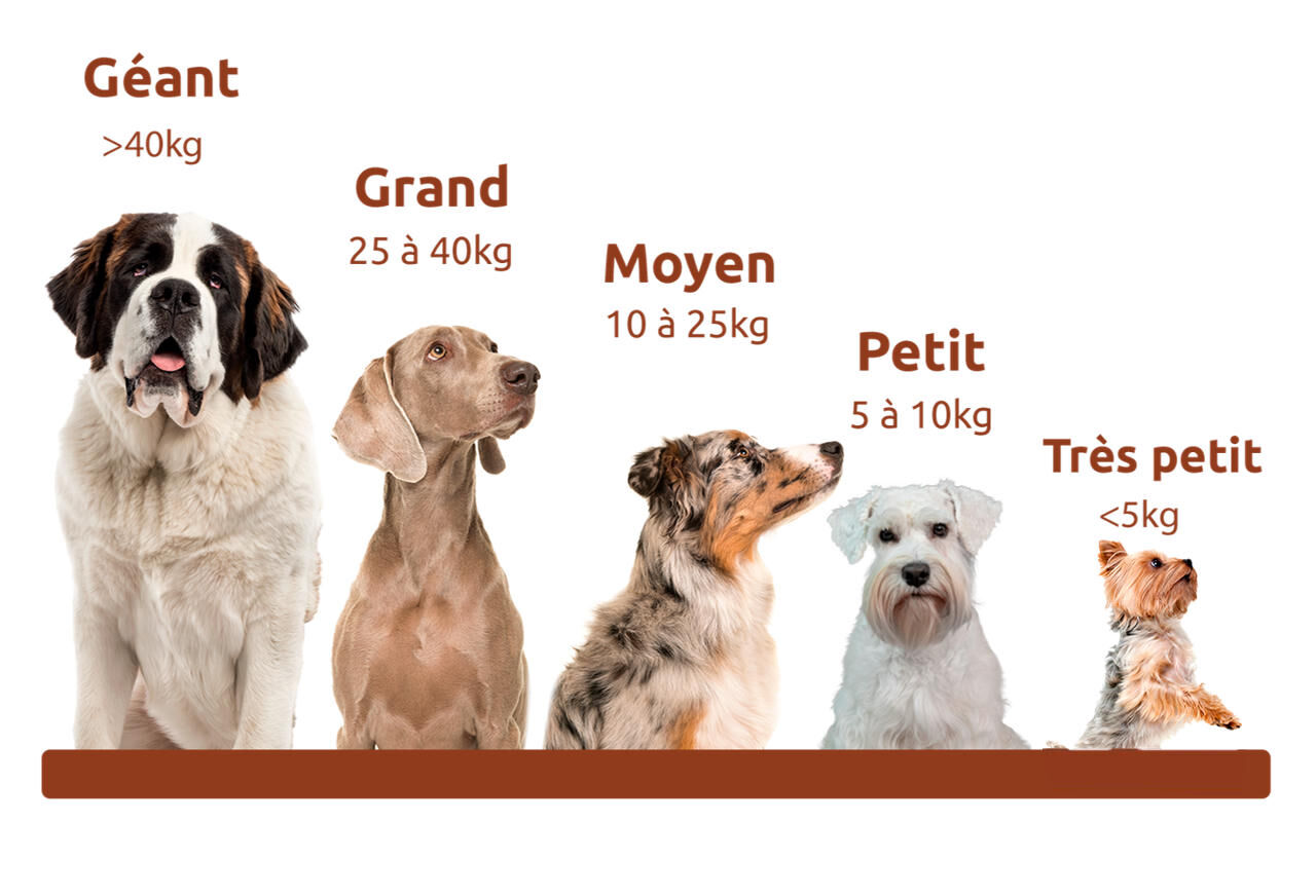 Taille du chien en fonction du poids