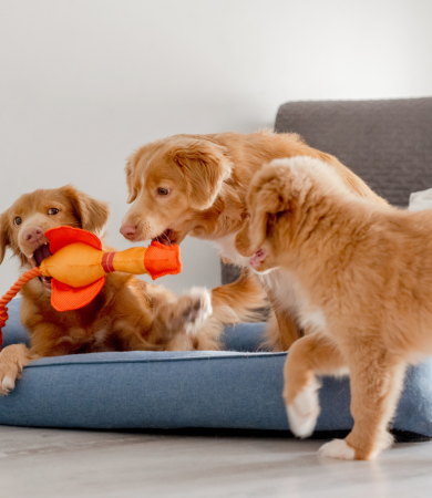 Image Link For Noms de chien en B : top pr&eacute;noms