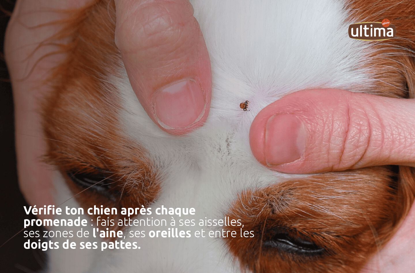Photographie d'une tête de chien avec une tique. Texte : “Vérifie ton chien après chaque promenade : fais attention à ses aisselles, ses zones de l'aine, ses oreilles et entre les doigts de ses pattes”