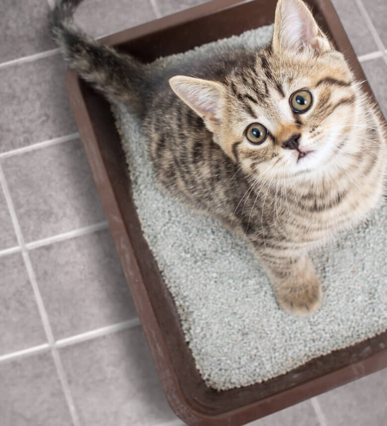 Image Link For La litière parfaite pour votre chat