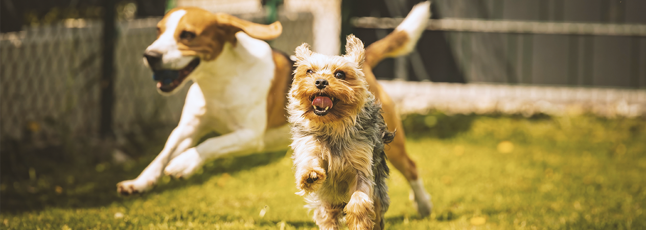 Canisite: de quoi s'agit-il et quels sont les impacts sur le comportement de votre chien ?