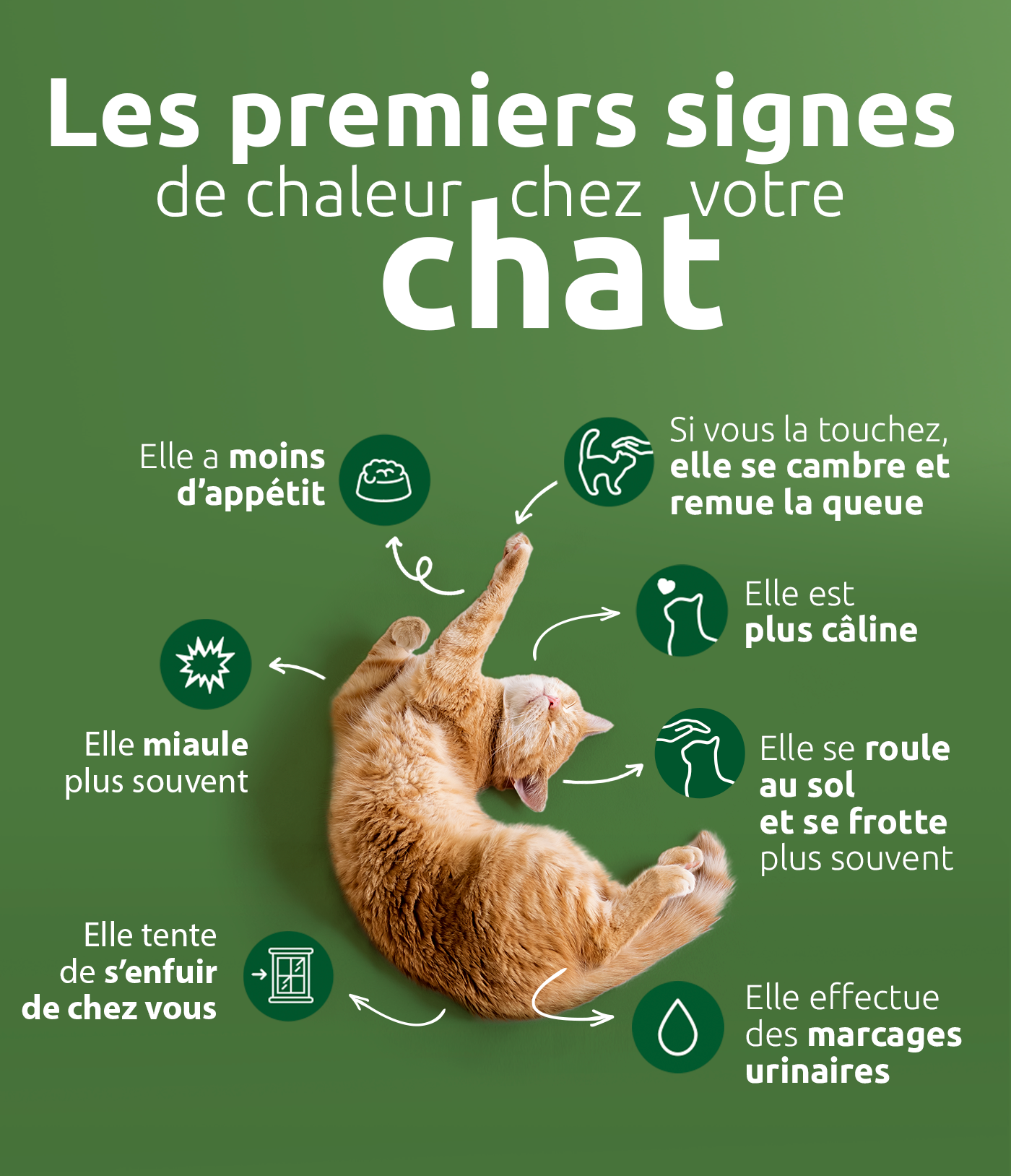 Comment savoir si votre chatte est en chaleur ?