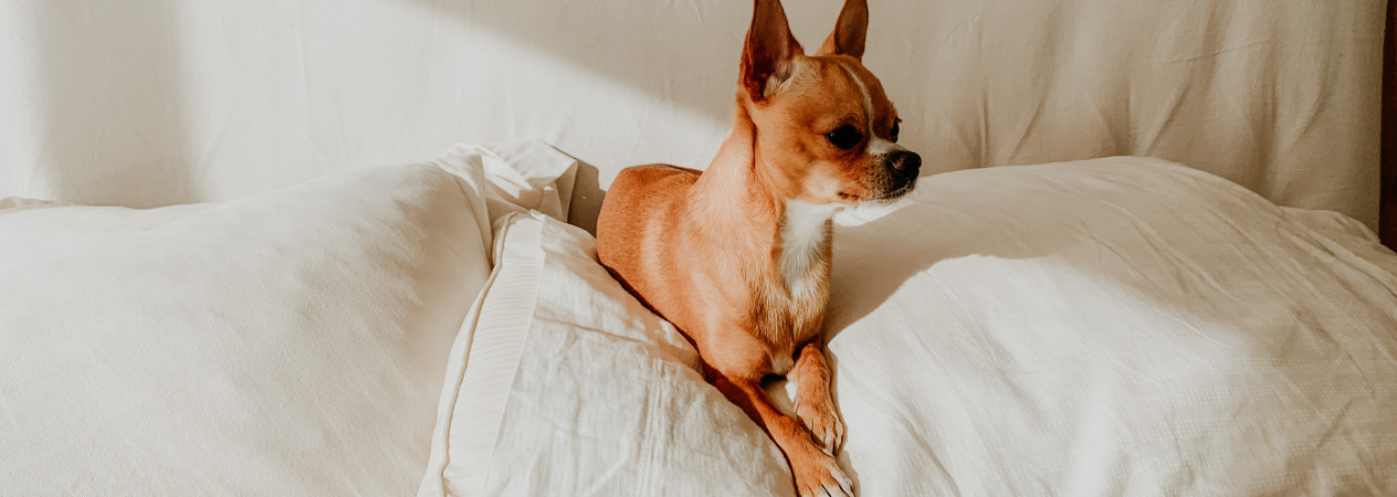 Prénoms de chien commençant par C