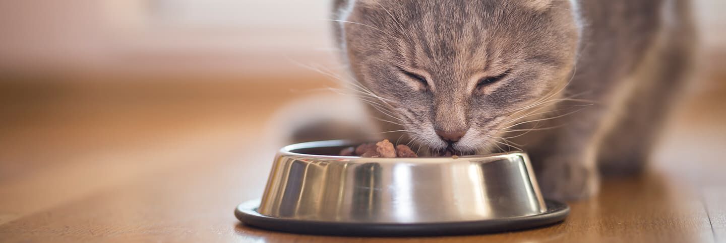 Image Link For Bienfaits de nourrir votre chat avec des croquettes pour chat stérilisé