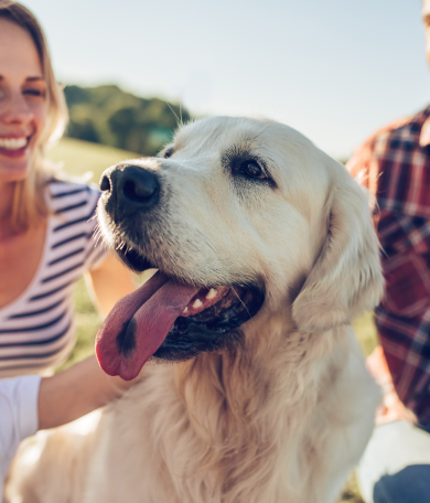 Image Link For Chien id&eacute;al pour les enfants : notre guide