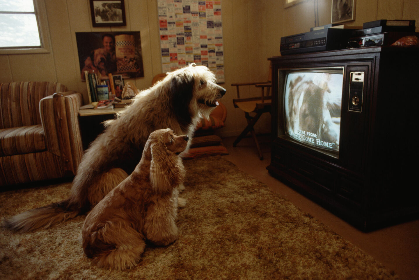 Deux chiens regardent la t&eacute;l&eacute;vision