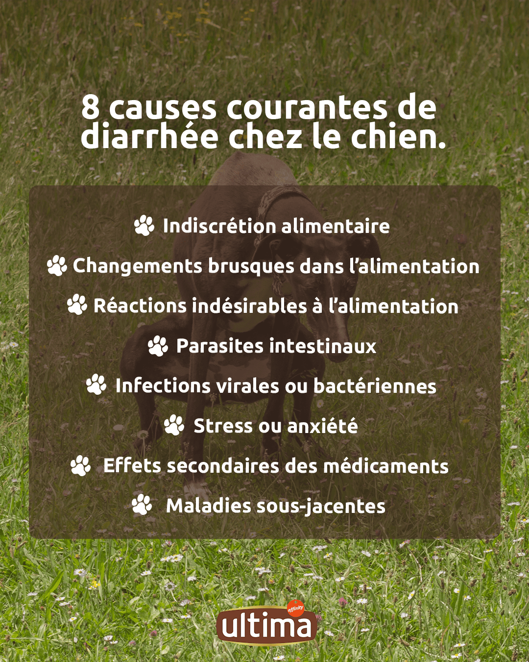 IMG ALT: Infographie avec visage de chien apparaissant dans la photo. Texte : 8 causes courantes de diarrh&eacute;e chez le chien : ●	Indiscr&eacute;tion alimentaire ●	Changements brusques dans l&rsquo;alimentation ●	R&eacute;actions ind&eacute;sirables &agrave; l&rsquo;alimentation ●	Parasites intestinaux ●	Infections virales ou bact&eacute;riennes ●	Stress ou anxi&eacute;t&eacute; ●	Effets secondaires des m&eacute;dicaments ●	Maladies sous-jacentes Observer et conna&icirc;tre ses habitudes est la cl&eacute; pour d&eacute;tecter tout probl&egrave;me &agrave; temps.