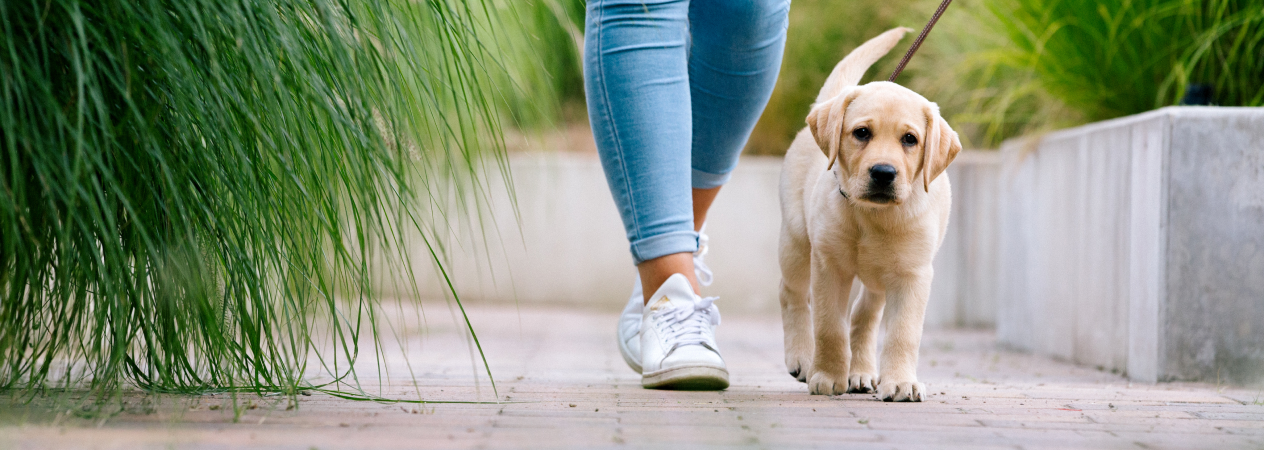 Les premières promenades de mon chiot