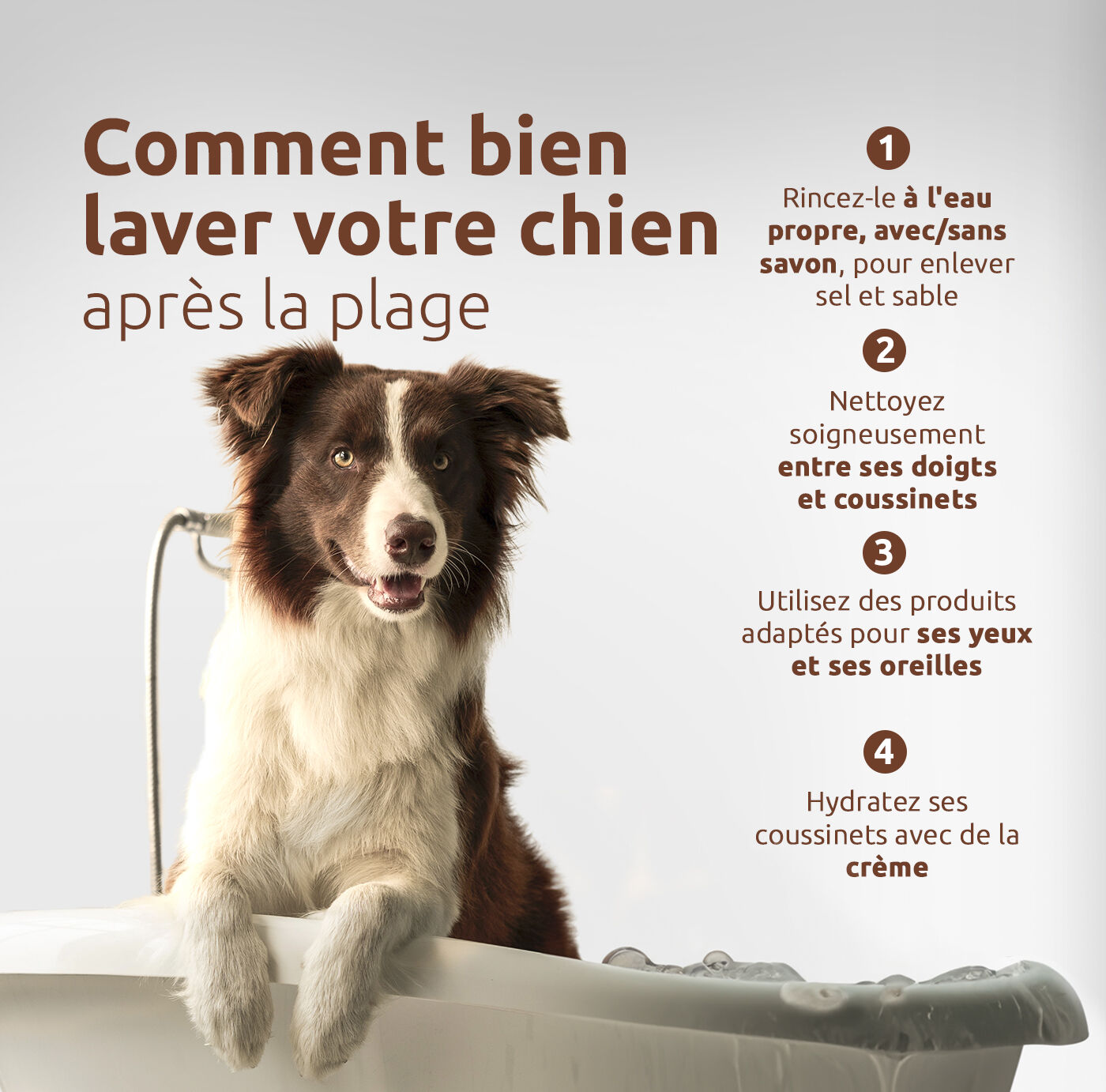 laver votre chien