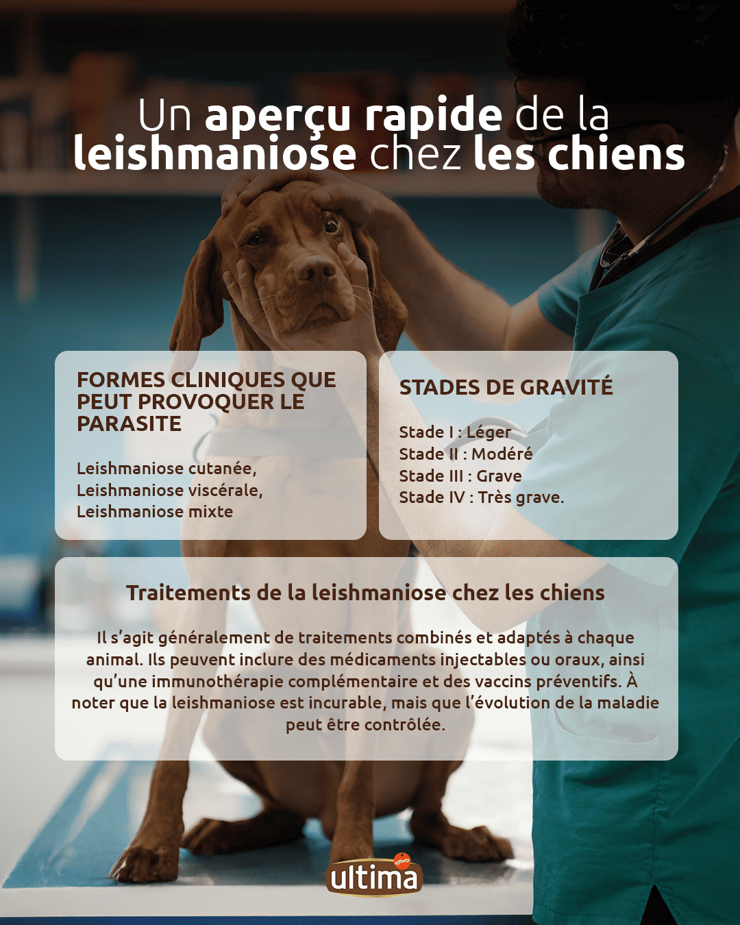 Infographie intitulée « Un aperçu rapide de la leishmaniose chez les chiens ».  Texte sur l’image : Formes cliniques que peut provoquer le parasite : Leishmaniose cutanée, Leishmaniose viscérale, Leishmaniose mixte. Stades de gravité : Stade I : Léger. Stade II : Modéré. Stade III : Grave. Stade IV : Très grave. Traitements de la leishmaniose chez les chiens : Il s’agit généralement de traitements combinés et adaptés à chaque animal. Ils peuvent inclure des médicaments injectables ou oraux, ainsi qu’une immunothérapie complémentaire et des vaccins préventifs. À noter que la leishmaniose est incurable, mais que l’évolution de la maladie peut être contrôlée.
