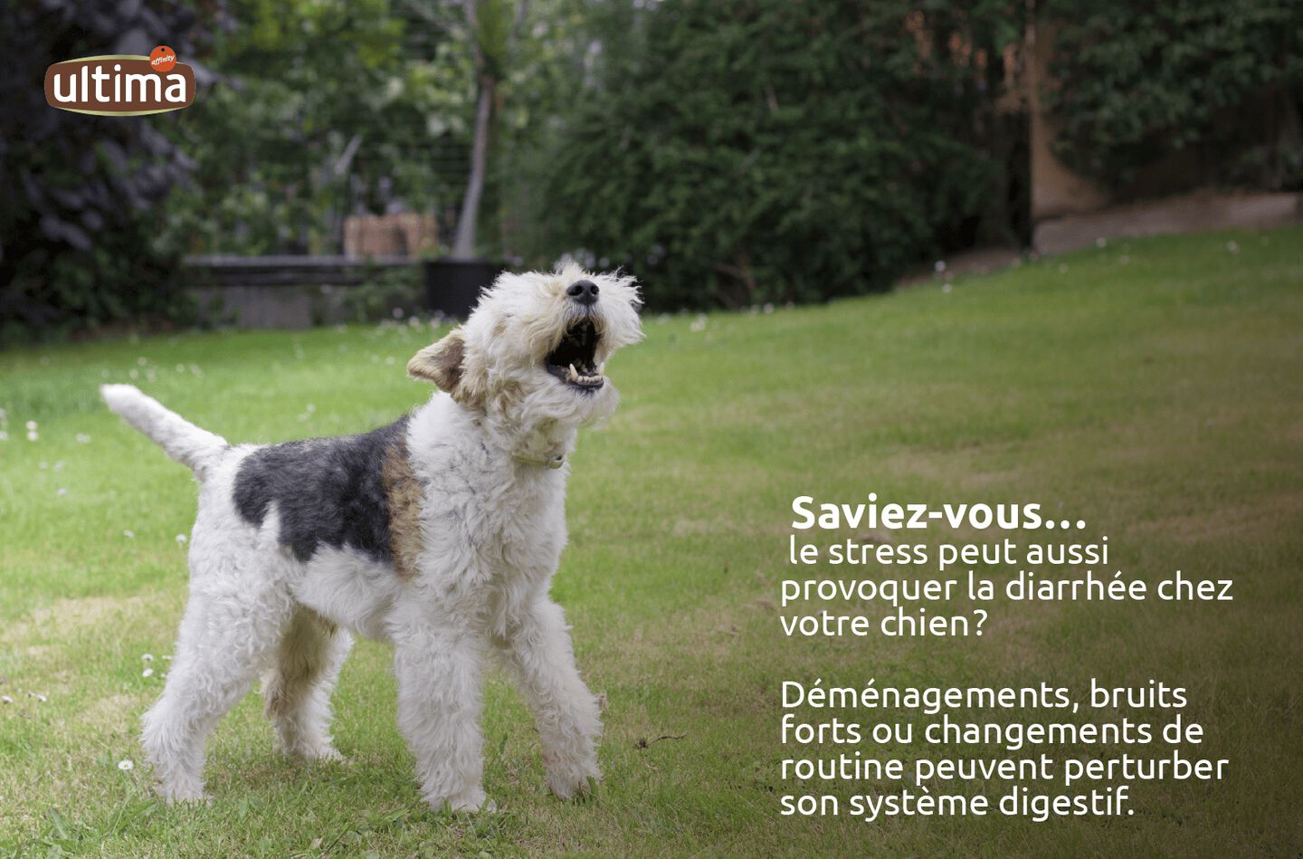 Chien blanc, langue sortie, sautant. Texte: Saviez-vous&hellip; le stress peut aussi provoquer la diarrh&eacute;e chez votre chien ? D&eacute;m&eacute;nagements, bruits forts ou changements de routine peuvent perturber son syst&egrave;me digestif.