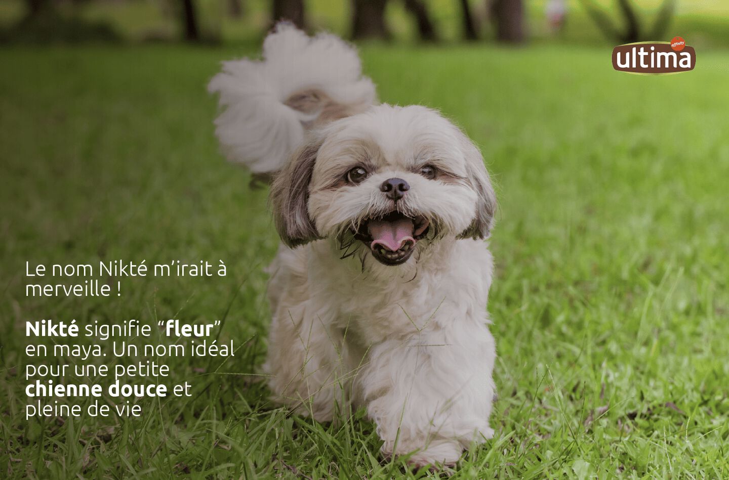 « Photo d’une petite chienne gambadant dans l’herbe verte. Texte : “Le nom Nikté m’irait à merveille ! Nikté signifie “fleur” en maya. Un nom idéal pour une petite chienne douce et pleine de vie.»