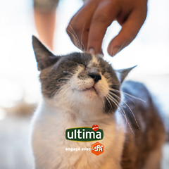 Image Link For Vous êtes sur le point d'accueillir votre nouveau chaton ?