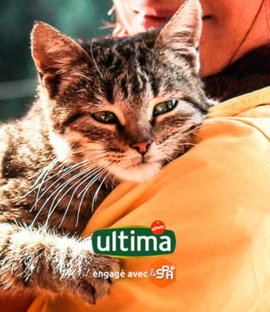 Image Link For Mettre son chat en confiance