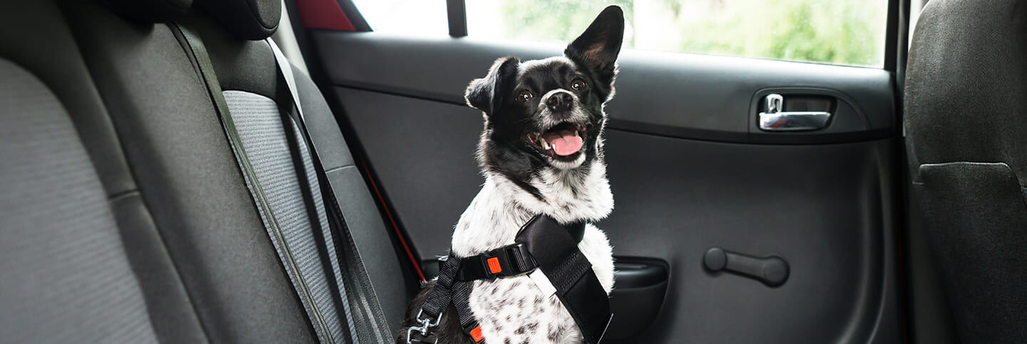 Comment voyager confortablement en voiture avec votre chien ?