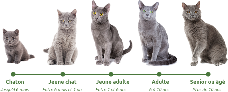 Les étapes de la vie d'un chat