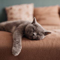 Image Link For Ce dont votre chat a besoin maintenant qu’il est adulte
