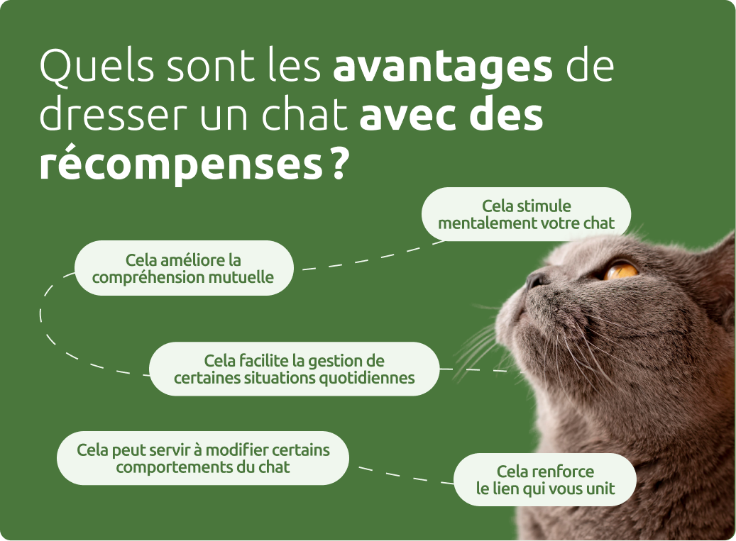 Avantages de dresser un chat avec des récompenses