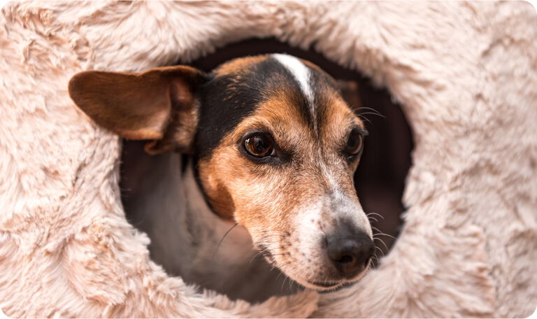 Habitudes nocturnes du chien