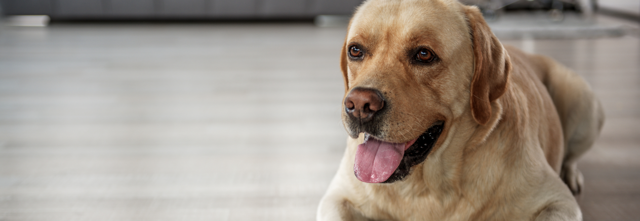 avantages des croquettes allégés pour les chiens 