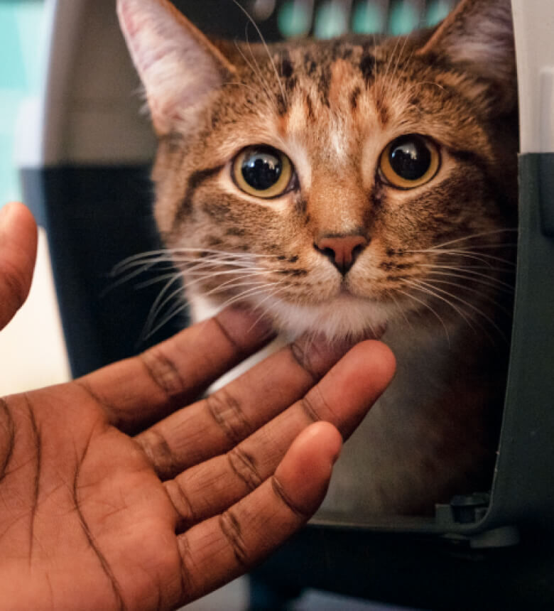 Image Link For Choisir une cage de transport pour chat