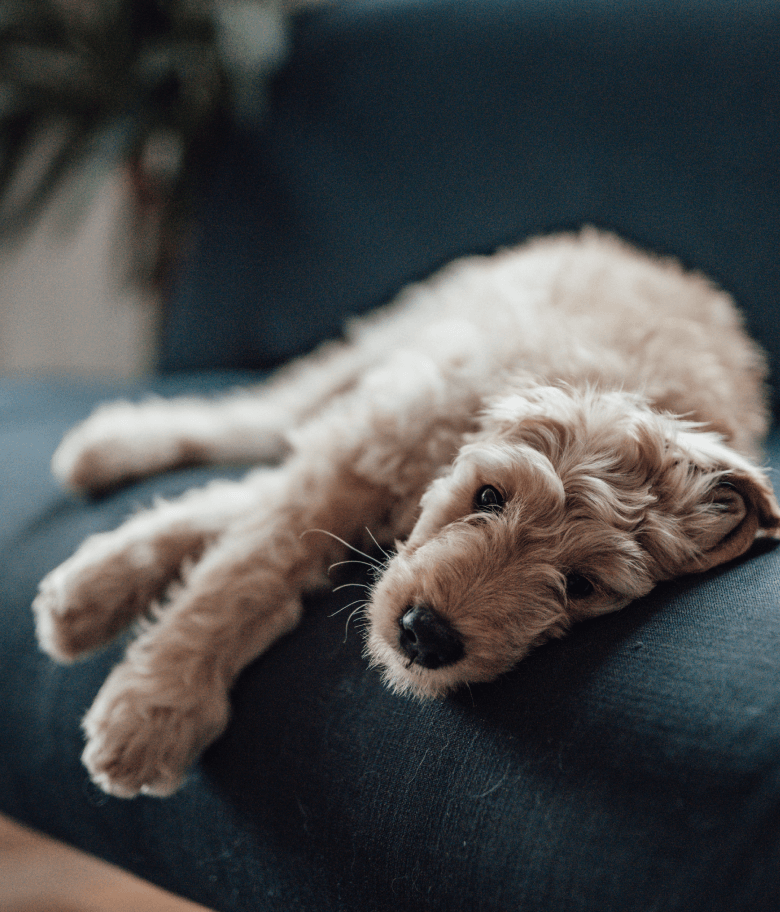 Image Link For Que faire si mon chien ne s&rsquo;adapte pas &agrave; sa nouvelle maison ?