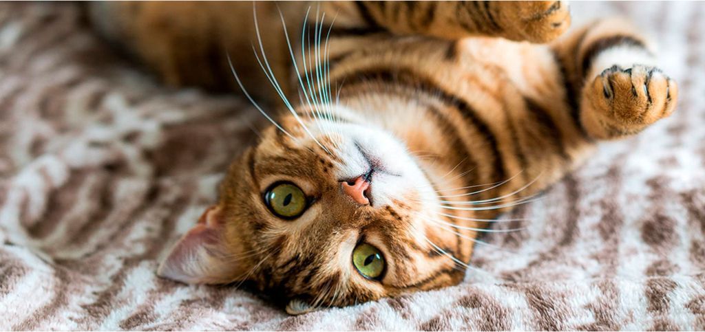 chat levant les yeux