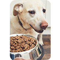 Manque d'appétit chez le chien