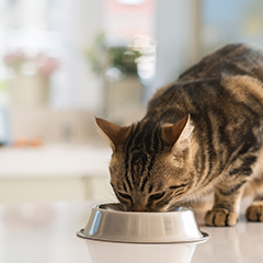 Image Link For Santé urinaire du chat et alimentation